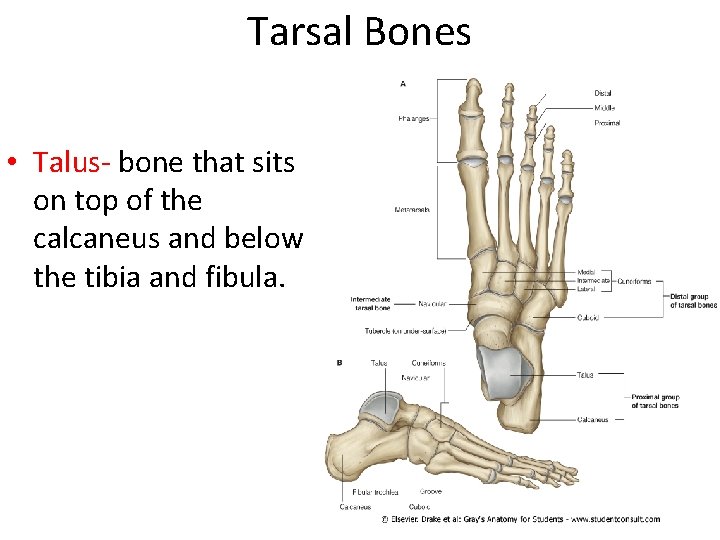 Tarsal Bones • Talus- bone that sits on top of the calcaneus and below