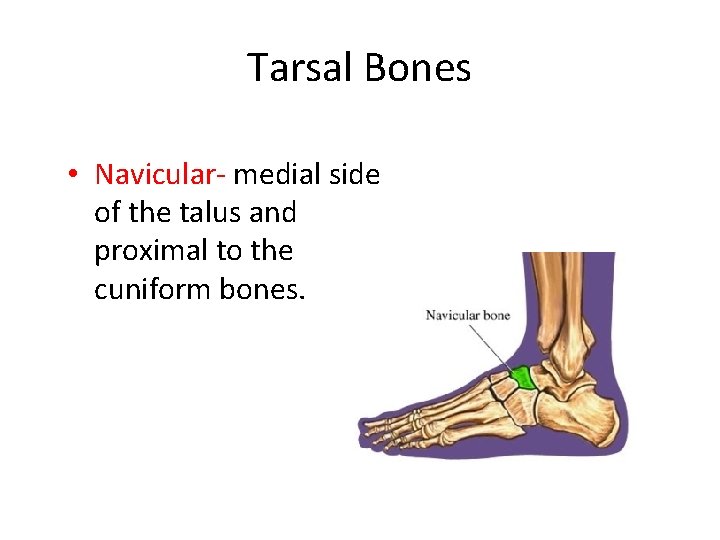 Tarsal Bones • Navicular- medial side of the talus and proximal to the cuniform