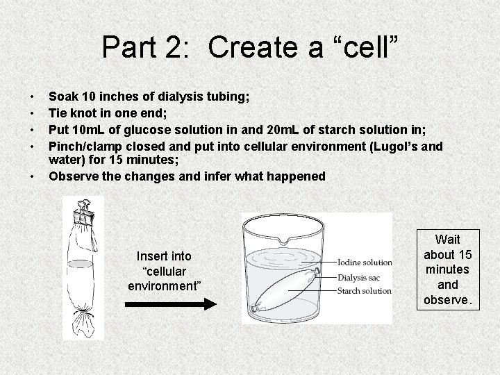 Part 2: Create a “cell” • • • Soak 10 inches of dialysis tubing;
