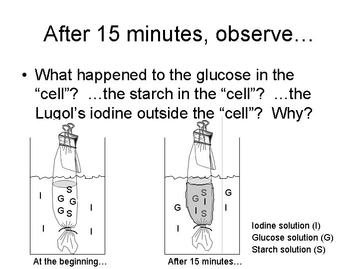 After 15 minutes, observe… • What happened to the glucose in the “cell”? …the