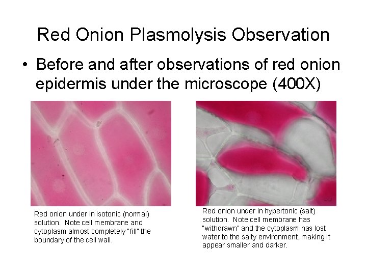 Red Onion Plasmolysis Observation • Before and after observations of red onion epidermis under