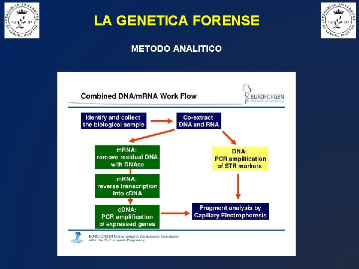 LA GENETICA FORENSE METODO ANALITICO 