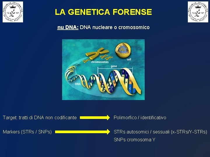 LA GENETICA FORENSE nu DNA: DNA nucleare o cromosomico Target: tratti di DNA non