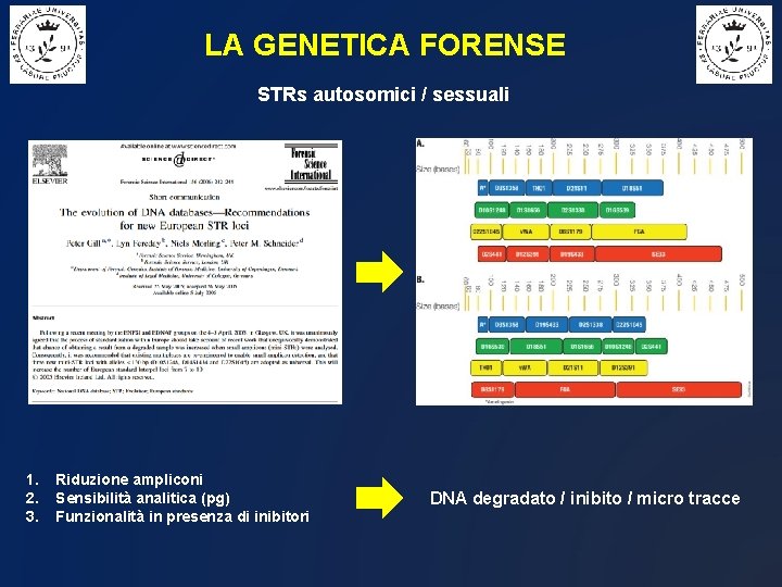 LA GENETICA FORENSE STRs autosomici / sessuali 1. 2. 3. Riduzione ampliconi Sensibilità analitica