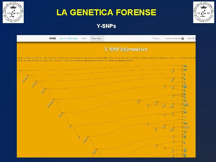 LA GENETICA FORENSE Y-SNPs 