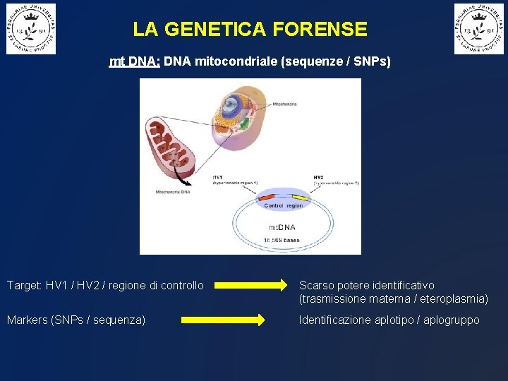 LA GENETICA FORENSE mt DNA: DNA mitocondriale (sequenze / SNPs) Target: HV 1 /