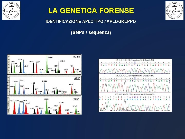 LA GENETICA FORENSE IDENTIFICAZIONE APLOTIPO / APLOGRUPPO (SNPs / sequenza) 