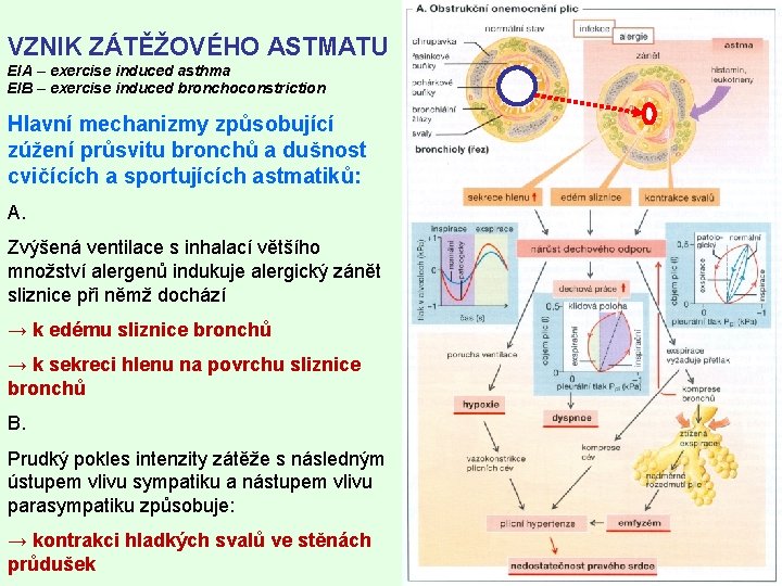 VZNIK ZÁTĚŽOVÉHO ASTMATU EIA – exercise induced asthma EIB – exercise induced bronchoconstriction Hlavní