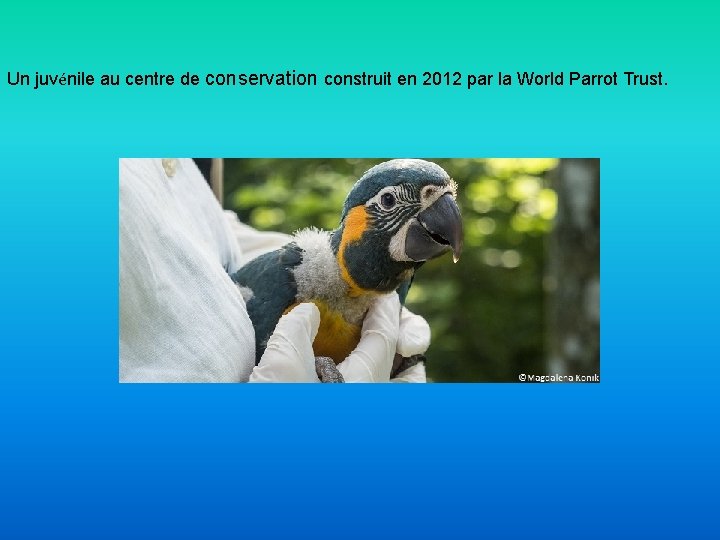 Un juvénile au centre de conservation construit en 2012 par la World Parrot Trust.