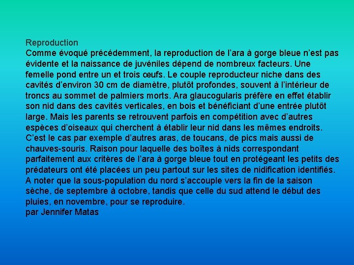 Reproduction Comme évoqué précédemment, la reproduction de l’ara à gorge bleue n’est pas évidente