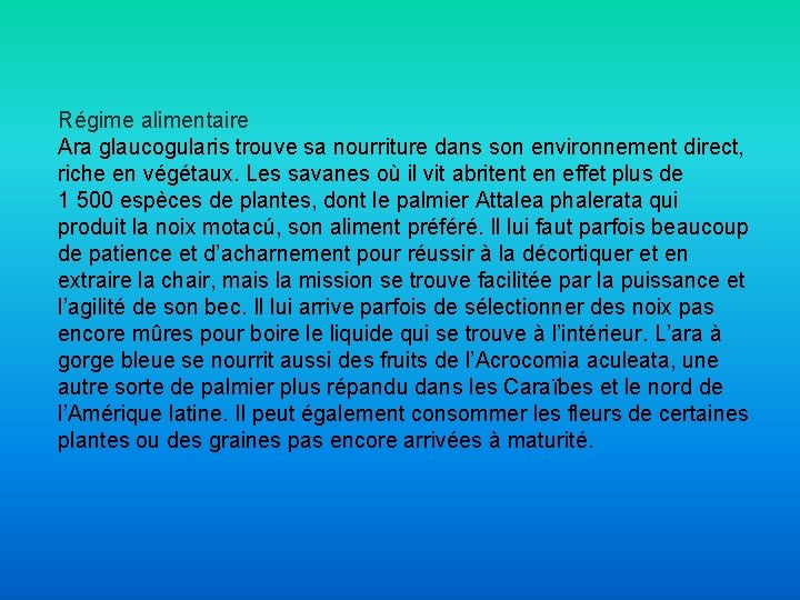 Régime alimentaire Ara glaucogularis trouve sa nourriture dans son environnement direct, riche en végétaux.