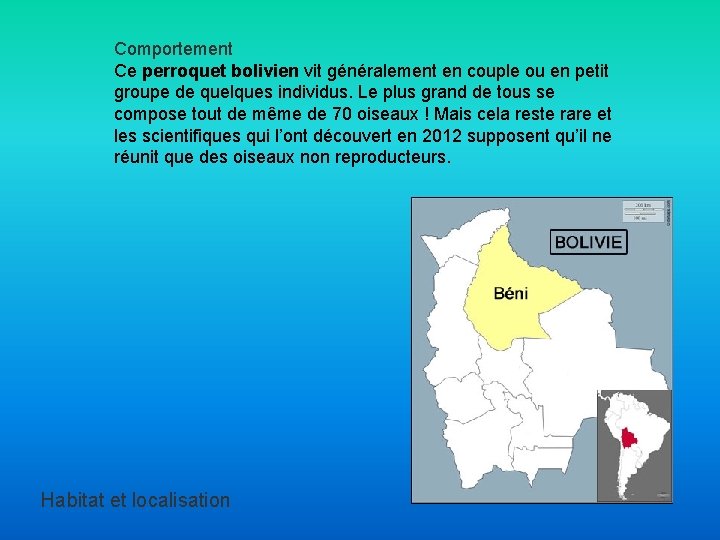 Comportement Ce perroquet bolivien vit généralement en couple ou en petit groupe de quelques