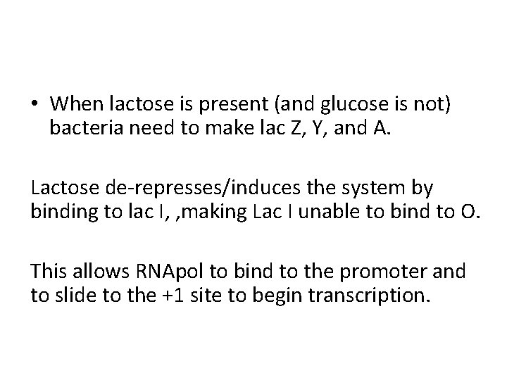  • When lactose is present (and glucose is not) bacteria need to make