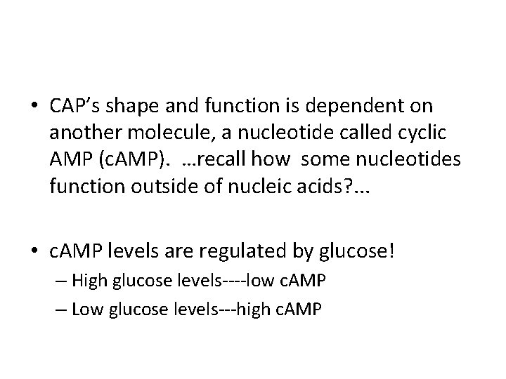  • CAP’s shape and function is dependent on another molecule, a nucleotide called