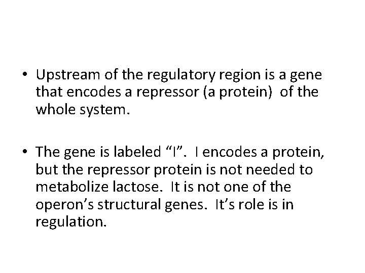  • Upstream of the regulatory region is a gene that encodes a repressor