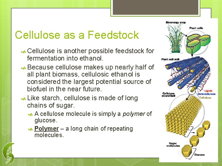 Cellulose as a Feedstock Cellulose is another possible feedstock for fermentation into ethanol. Because