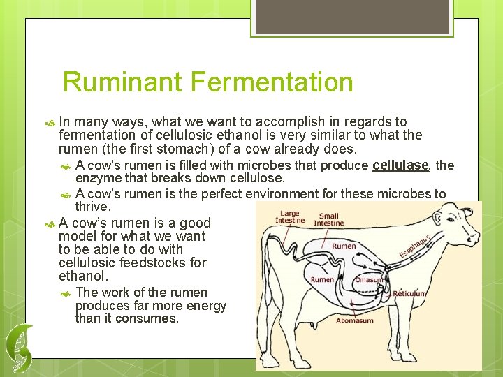 Ruminant Fermentation In many ways, what we want to accomplish in regards to fermentation