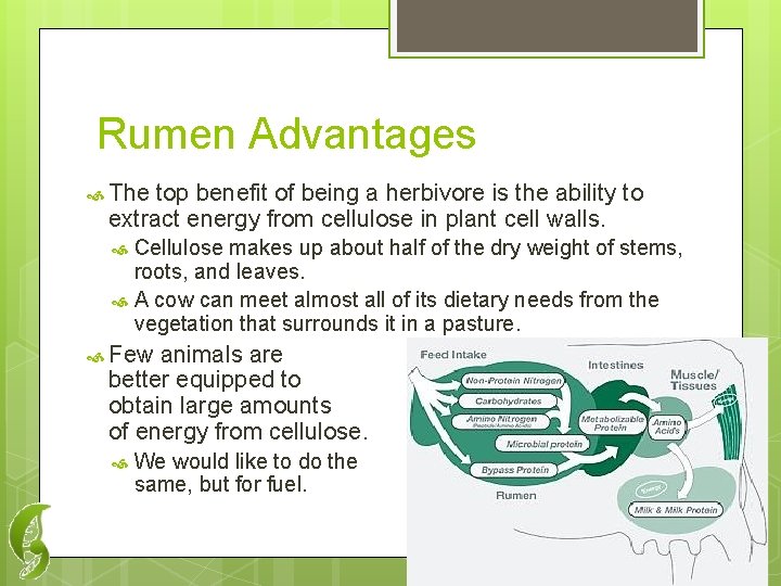 Rumen Advantages The top benefit of being a herbivore is the ability to extract
