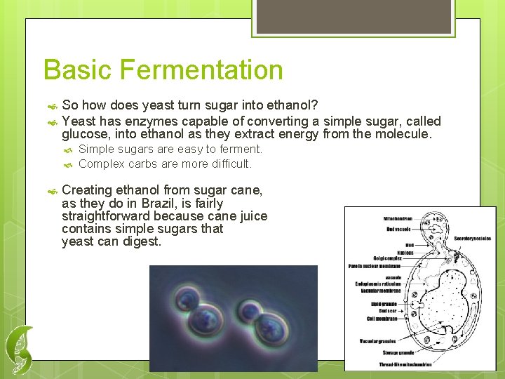 Basic Fermentation So how does yeast turn sugar into ethanol? Yeast has enzymes capable