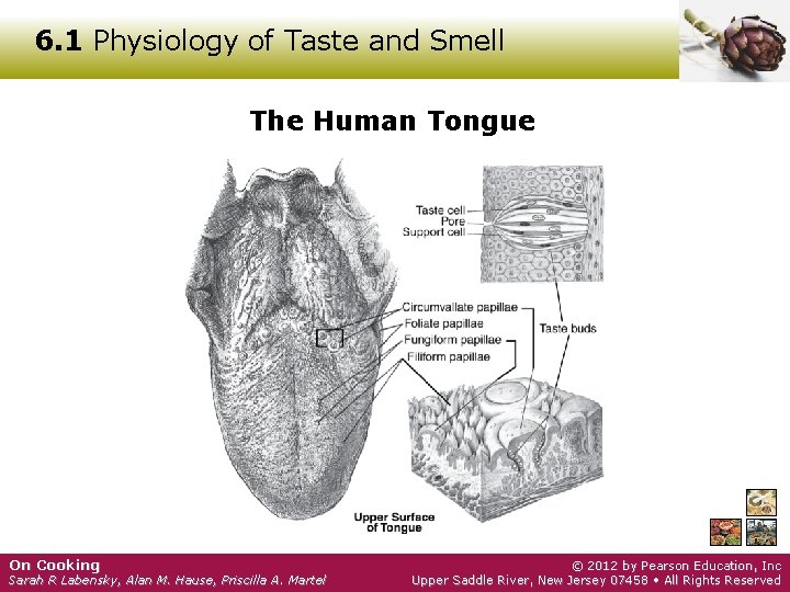 6. 1 Physiology of Taste and Smell The Human Tongue On Cooking Sarah R