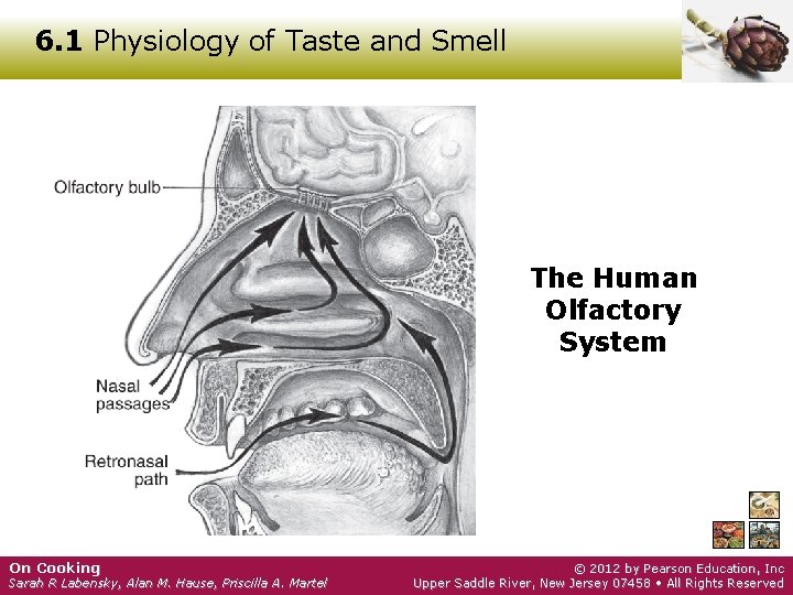 6. 1 Physiology of Taste and Smell The Human Olfactory System On Cooking Sarah