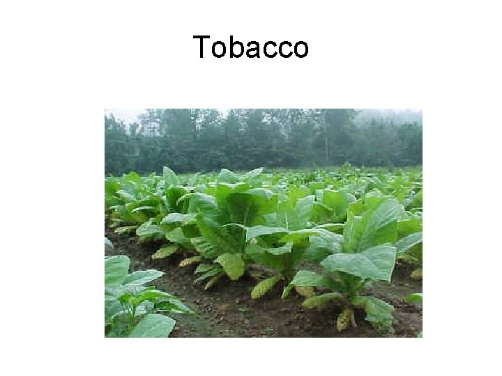 Tobacco 