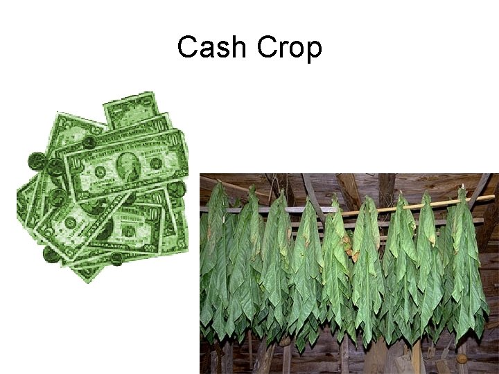 Cash Crop 