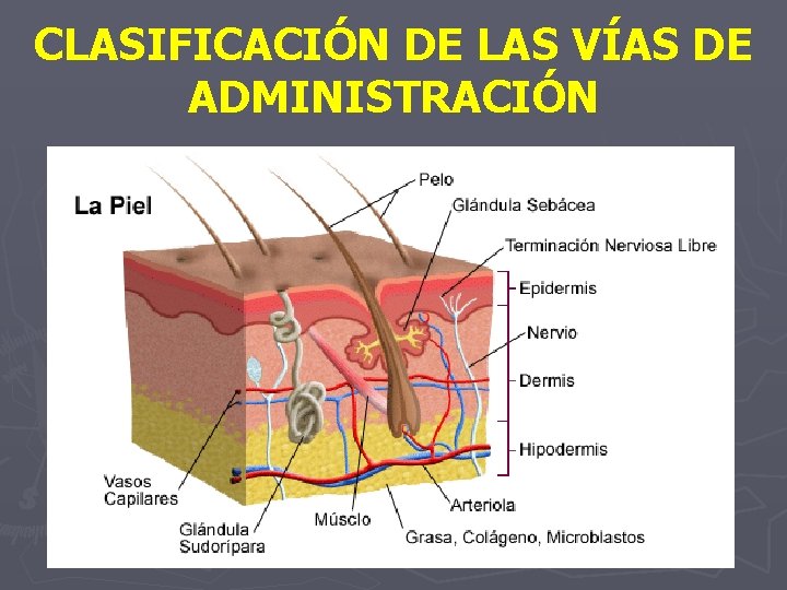 CLASIFICACIÓN DE LAS VÍAS DE ADMINISTRACIÓN 