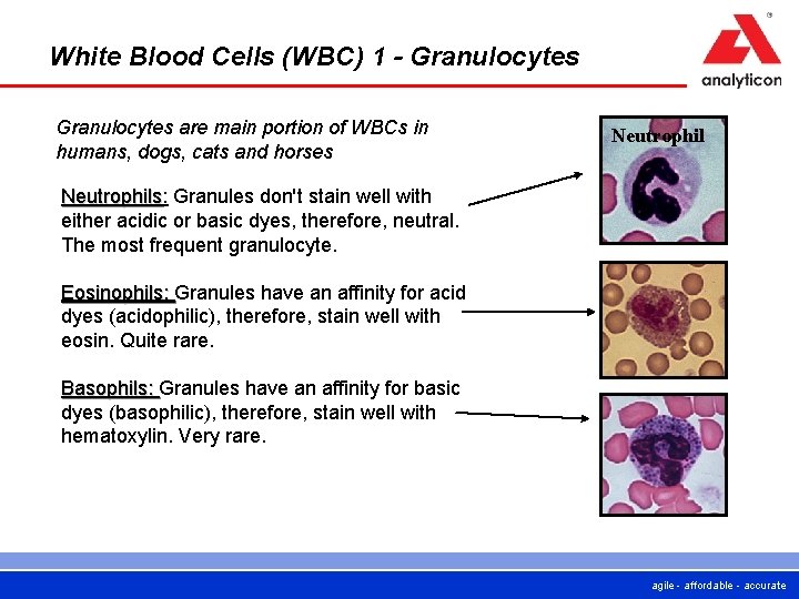 White Blood Cells (WBC) 1 - Granulocytes are main portion of WBCs in humans, White Blood Cells (WBC) 1 - Granulocytes are main portion of WBCs in humans,