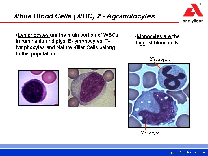 White Blood Cells (WBC) 2 - Agranulocytes • Lymphocytes are the main portion of White Blood Cells (WBC) 2 - Agranulocytes • Lymphocytes are the main portion of