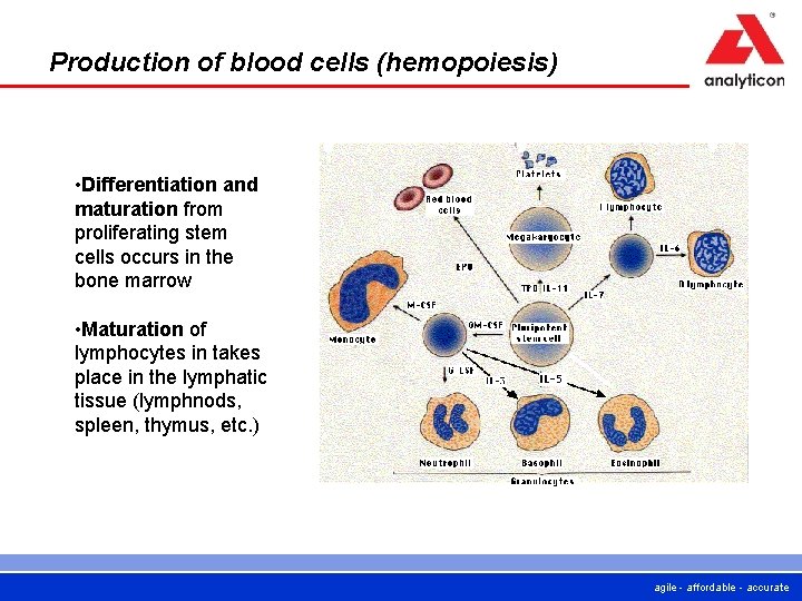 Production of blood cells (hemopoiesis) • Differentiation and maturation from proliferating stem cells occurs Production of blood cells (hemopoiesis) • Differentiation and maturation from proliferating stem cells occurs