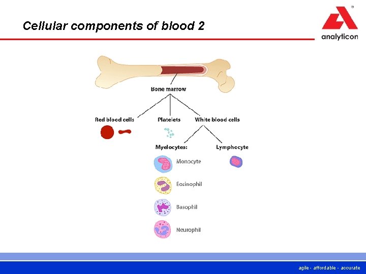 Cellular components of blood 2 agile - affordable - accurate  Cellular components of blood 2 agile - affordable - accurate