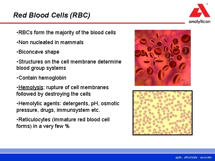 Red Blood Cells (RBC) • RBCs form the majority of the blood cells • Red Blood Cells (RBC) • RBCs form the majority of the blood cells •