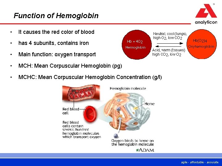 Function of Hemoglobin • It causes the red color of blood • has 4 Function of Hemoglobin • It causes the red color of blood • has 4
