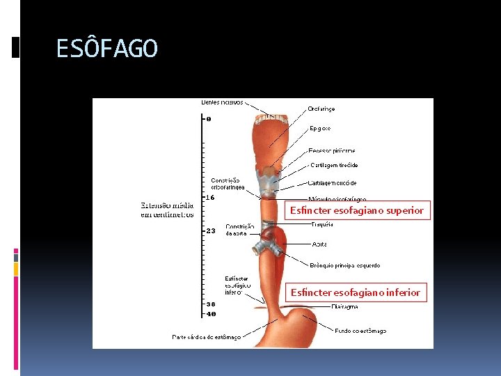 ESÔFAGO Esfíncter esofagiano superior Esfíncter esofagiano inferior 