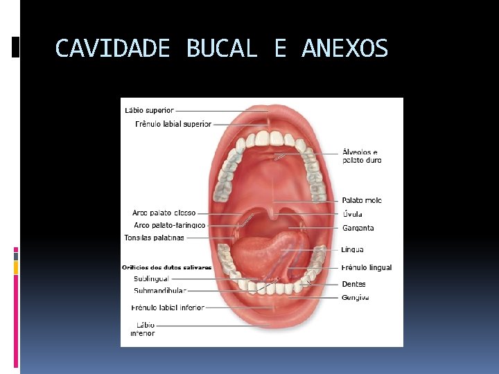 CAVIDADE BUCAL E ANEXOS 