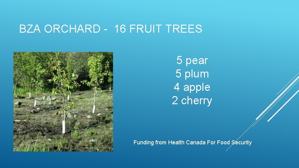 BZA ORCHARD - 16 FRUIT TREES 5 pear 5 plum 4 apple 2 cherry