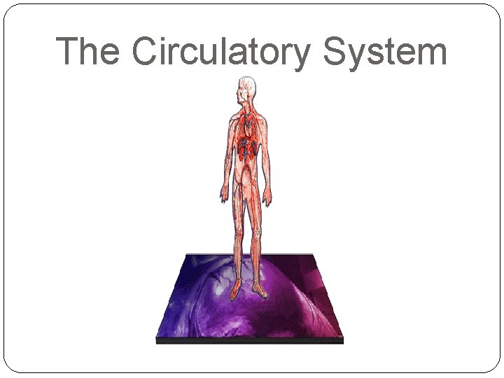 The Circulatory System 