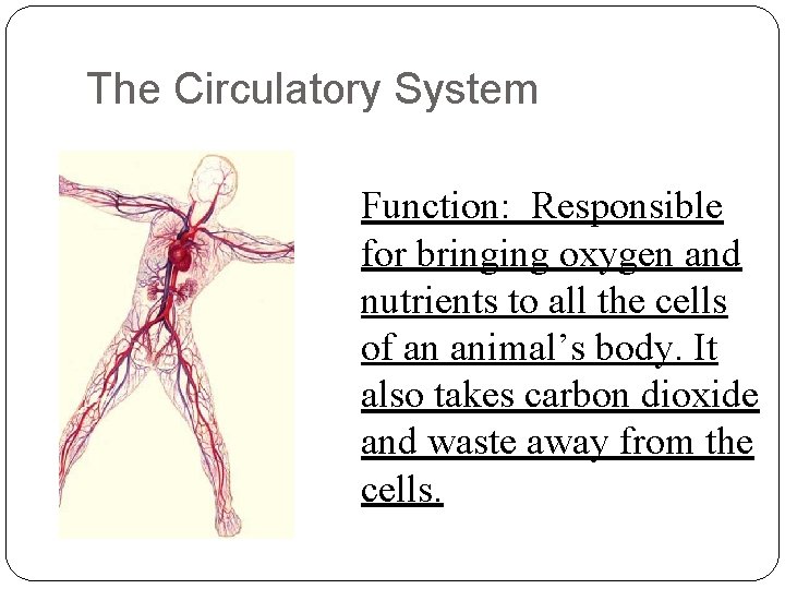 The Circulatory System Function: Responsible for bringing oxygen and nutrients to all the cells