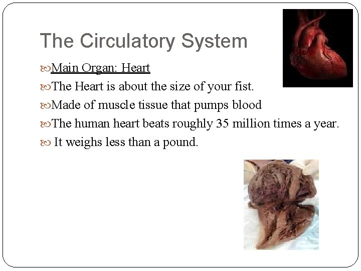 The Circulatory System Main Organ: Heart The Heart is about the size of your