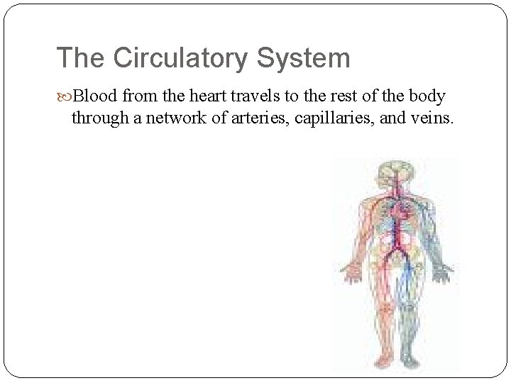 The Circulatory System Blood from the heart travels to the rest of the body