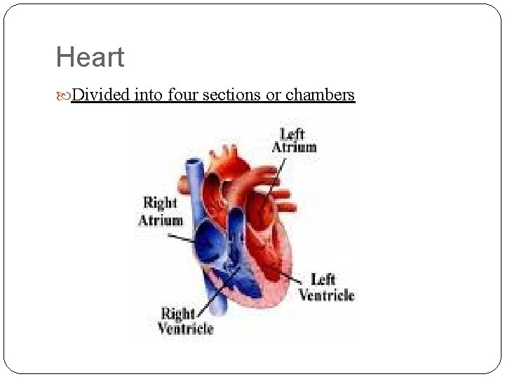 Heart Divided into four sections or chambers 