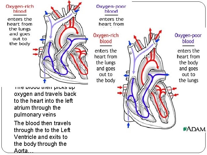 Flow of Blood from the body travels into the right atrium, moves into the