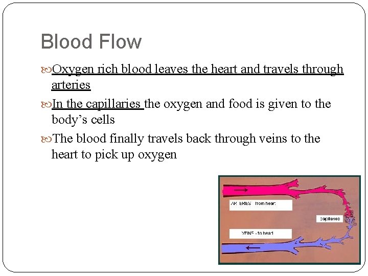 Blood Flow Oxygen rich blood leaves the heart and travels through arteries In the