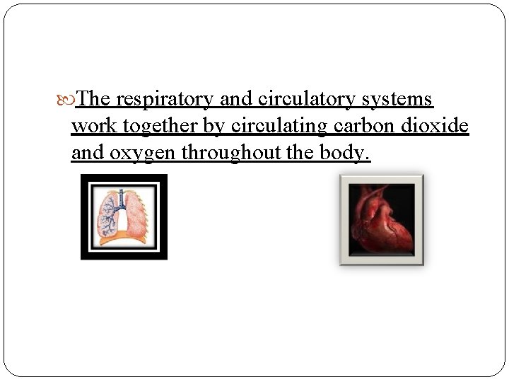  The respiratory and circulatory systems work together by circulating carbon dioxide and oxygen