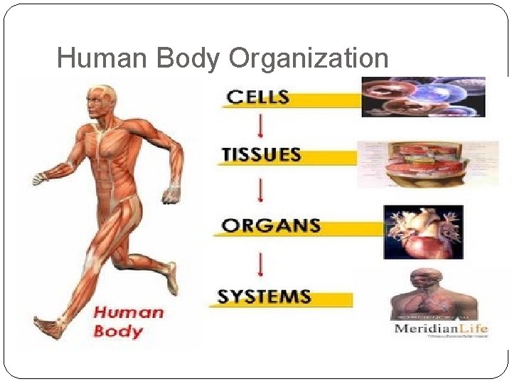 Human Body Organization 