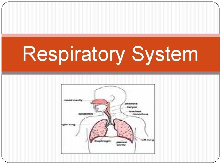 Respiratory System 
