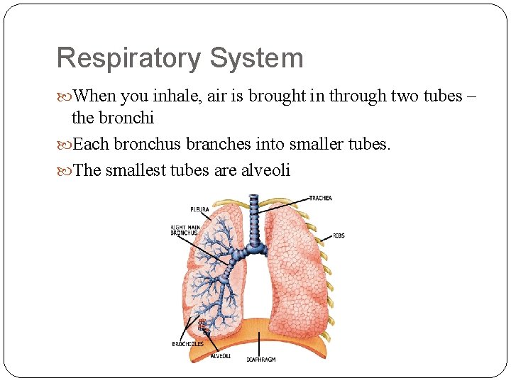 Respiratory System When you inhale, air is brought in through two tubes – the