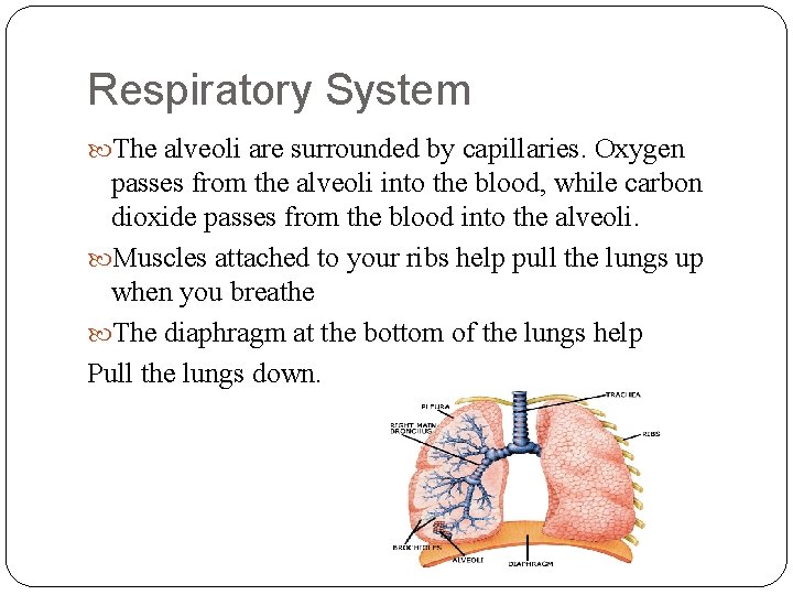 Respiratory System The alveoli are surrounded by capillaries. Oxygen passes from the alveoli into