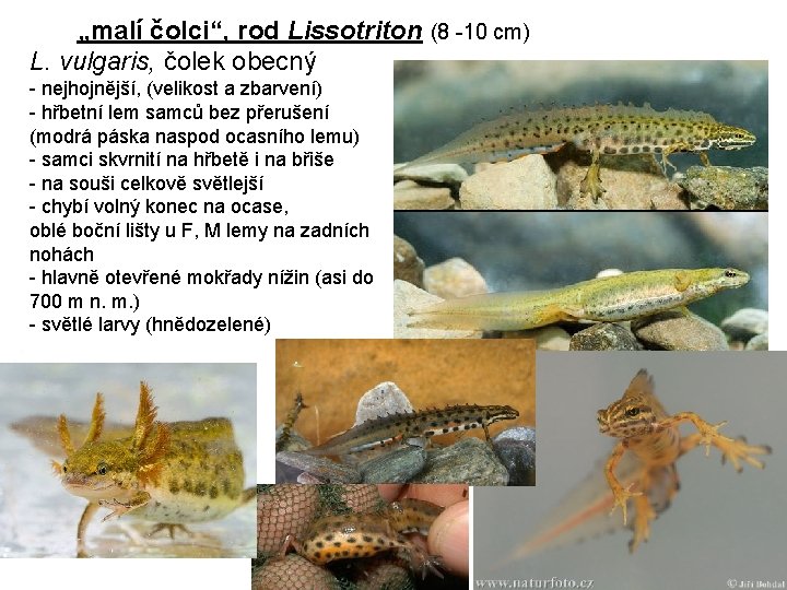 „malí čolci“, rod Lissotriton (8 -10 cm) L. vulgaris, čolek obecný - nejhojnější, (velikost
